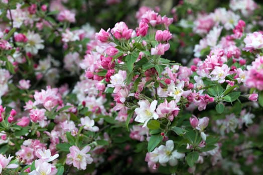 apple tree flowers