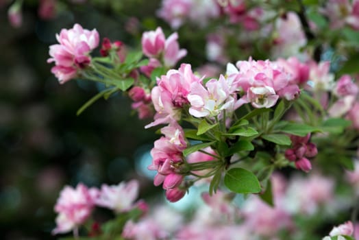 apple tree flowers