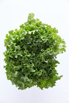 Above head shot of newly Harvested fresh crispy leafy green lettuce isolated on white perfect healthy salad ingredient and garnish