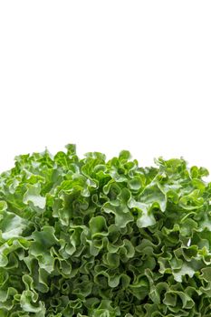 Bottom border of newly Harvested fresh frilly green lettuce for a salad ingredient or garnish isolated on white with copys pace, vertical with clipping path