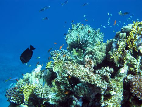 colorful coral reef with hard and fire corals and fishes  at the bottom of tropical sea on blue water background