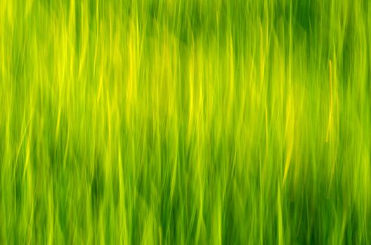 Green yellow blur grass as nature background.