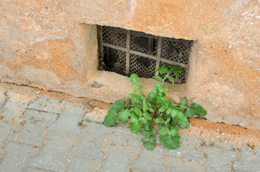 Cellar window in old house with plant.