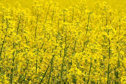 Detail of yellow blooming rape seed field.