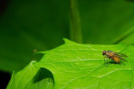 Fly on green leafs with green blur nature background.