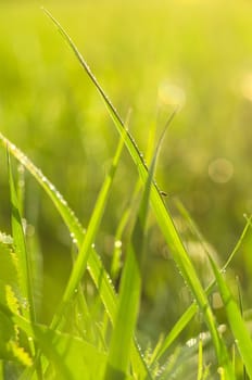 Detail of closed yellow dandelion bloom isolated on blur green background.