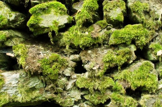 Mossy stones old wall as nature architect texture.