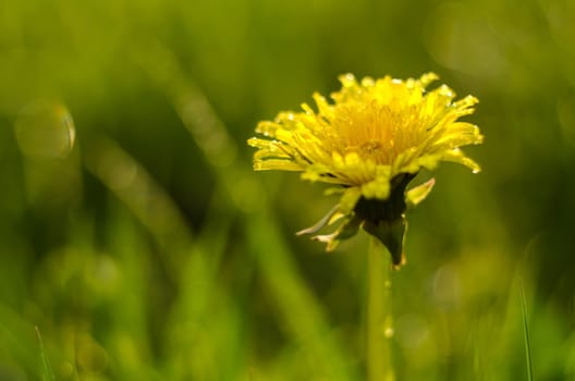 Closeup of yellow blooming dandelion among grass.