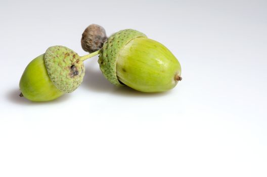 Two green unripe acrons isolated on white background.