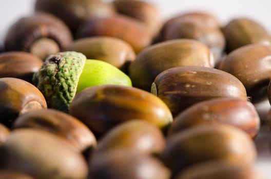 Green acorn among lot of ripe acorns.