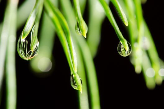 Pine tree needls with water drops isolated on black background. 