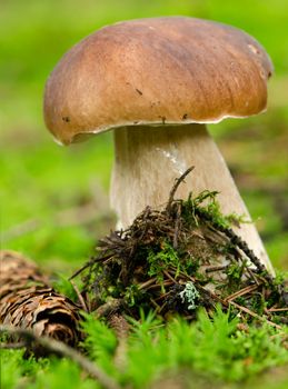 Boletus and cone on moss surface in forest.