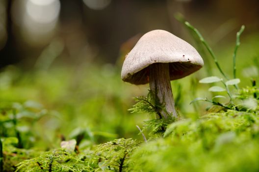 Mushroom on moss surface in the forest.