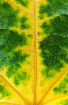Fall green yellow leaf, nice decoration texture.
