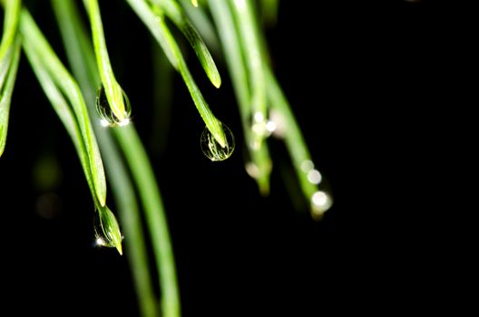 Pine tree needles with water drops isolated on black background. 