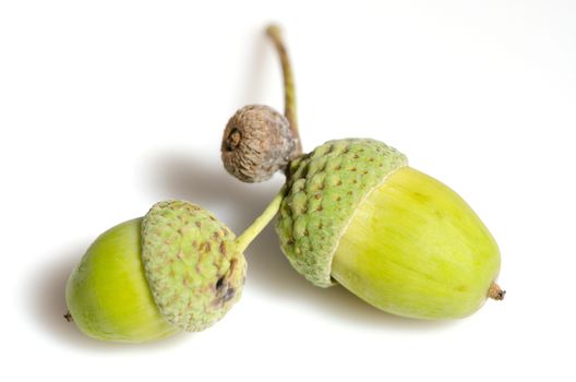 Two green unripe acorns isolated on white background.