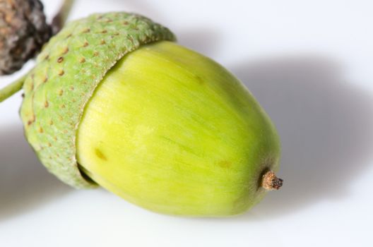 Green unripe acorn isolated on white background.