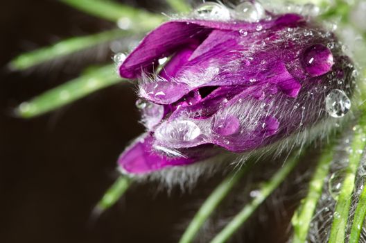 Purple pasqueflower bloom isolated on black background. 