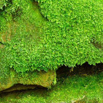Texture of mossy rock surface, nature background. 