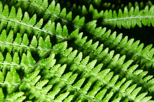 Green fern leaf with shadows and black background.