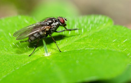 Fly on the green leaf, blurred background.