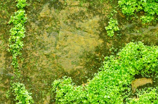 Mossy rock, natural green outdoor texutre background. 