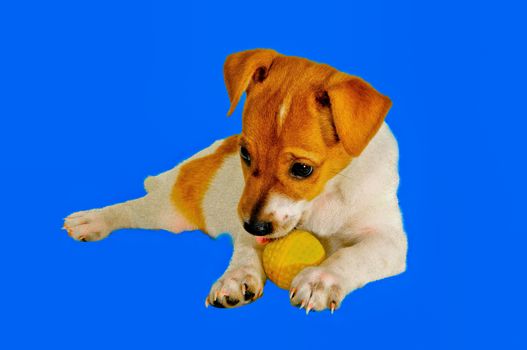Puppy with a ball lies against a blue background This picture is suitable as a screen saver on your mobile phone, tablet or laptop