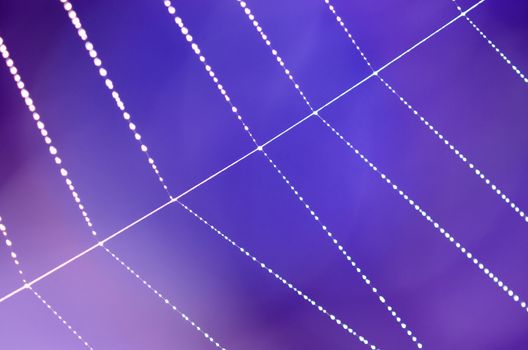 Spider web with dew drops idolated on blur blue purple background. 