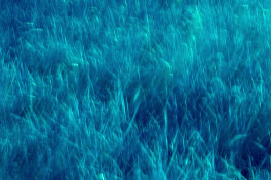 Abstract blue blur grass background, nature pattern. 