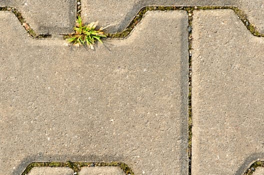 Grey stone block sidewalk detail with plant. 