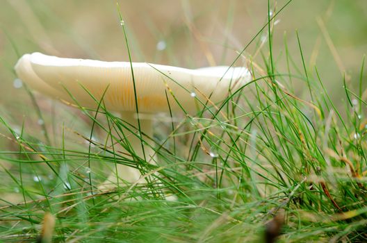 White mushroom among grass, in the morning with dew.