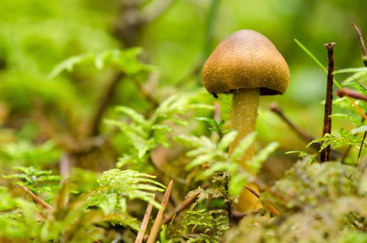 Mushroom among grass, in the morning with dew.