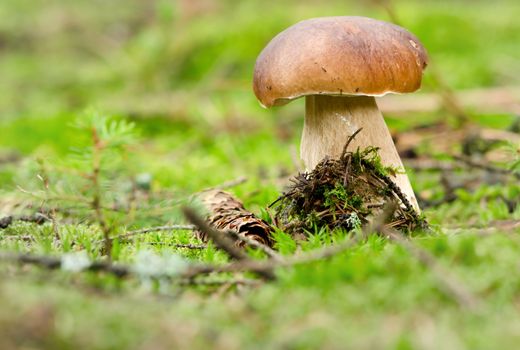 Boletus and cone on moss surface in forest.