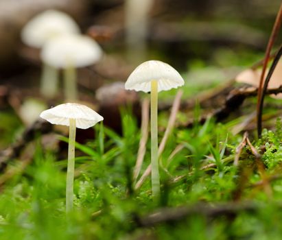 Several small white mushrooms in the moss. 