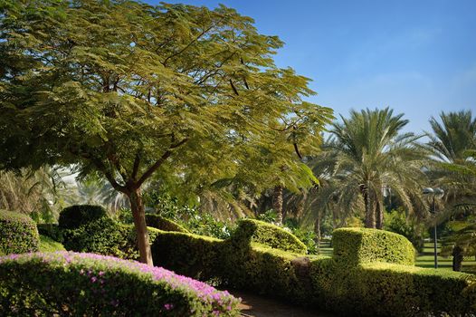 green park with palm trees and blue sky.