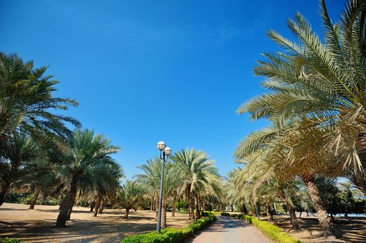 Palm trees in tropical garden in Dubai in summer.