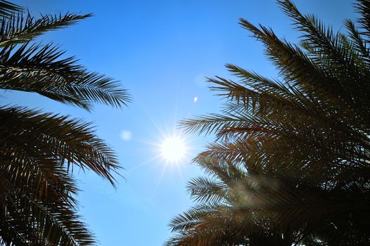 palm trees on blue sky background in Dubai