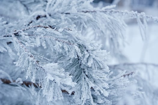 trees covered with white snow in winter day.