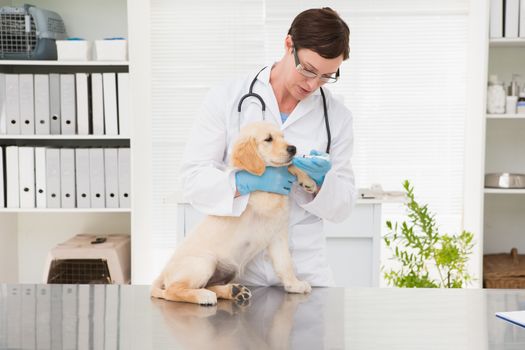 Veterinarian giving medicine to dog in medical office
