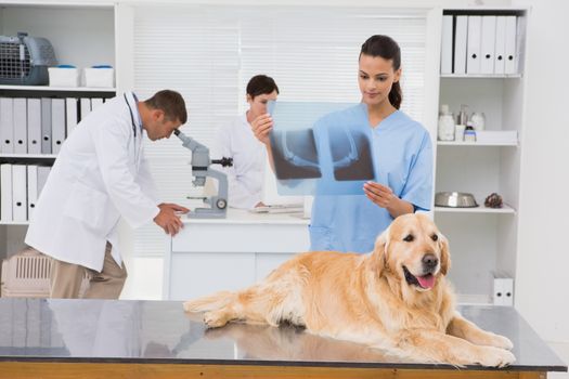 Veterinarian coworker examining dogs x-ray in medical office 