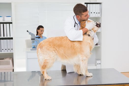 Veterinarian examining teeth of a cute dog  in medical office