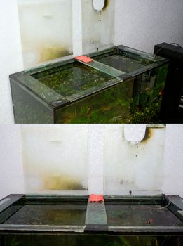 General view of a rectangular glass aquarium polluted prepared for cleaning