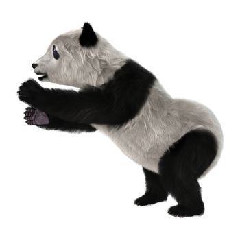 3D digital render of a panda bear cub isolated on white background