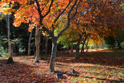 Memorial plaques under deciduous trees in Autumn