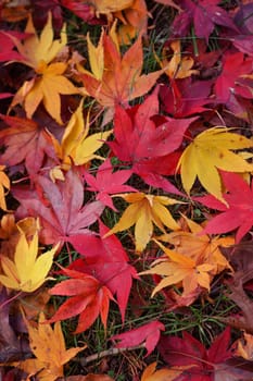 Autumn leaves shed from the trees create a mosaic of colour on the ground.  amber, red, orange, brown,