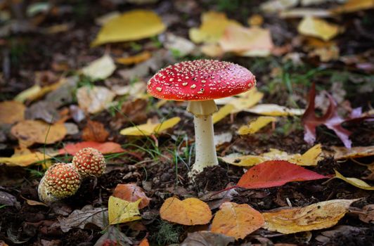 Beautiful mushroom distinquished by its white spots, called warts on a red domed top, usually found growing around birch, pine, spruce and deciduous trees.  It has a psychoactive ingredient, noted for its hallucinogenic properties and was also used as an insecticide when sprinkled in milk.  .
