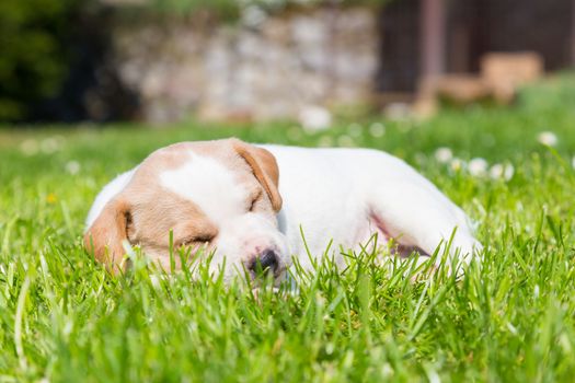 Mixed-breed adorable cute little puppy lying twisted in green grass on a sunny spring day.