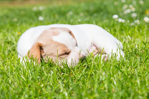 Mixed-breed adorable cute little puppy lying twisted in green grass on a sunny spring day.