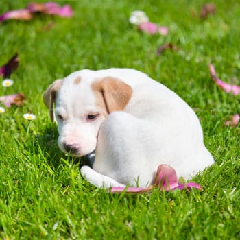 Mixed-breed adorable cute little puppy lying twisted in green grass on a sunny spring day.