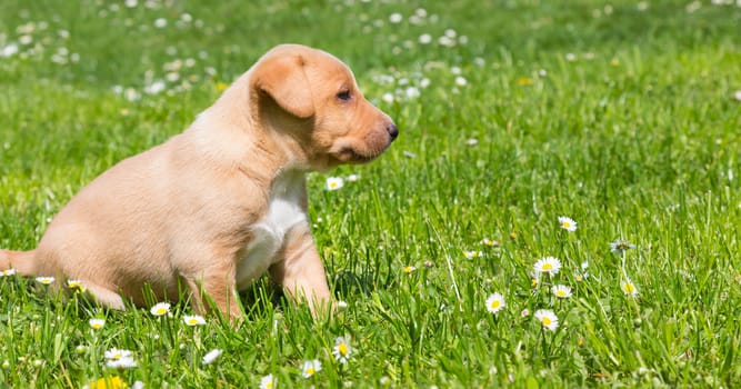 Mixed-breed cute little puppy outdoors on a meadow on a sunny spring day.